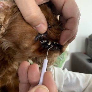 RE-Chiens-Charlie-après - copie