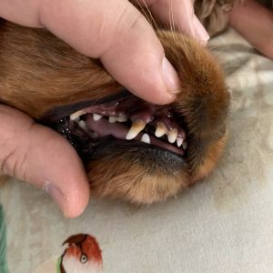 RE-Chiens-Charlie-avant - copie