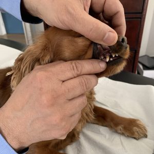 RE-Chiens-Charlie-caninne - copie